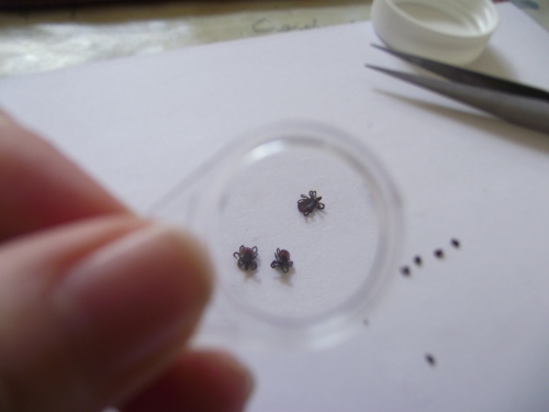 Ticks collected in Ireland